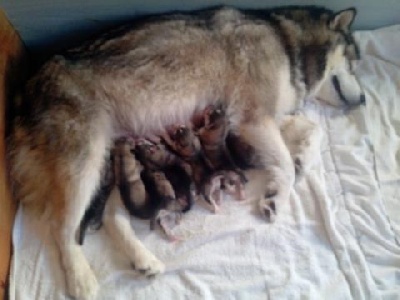 de la Meute des Loups du Mercantour - Les bébés sont nés