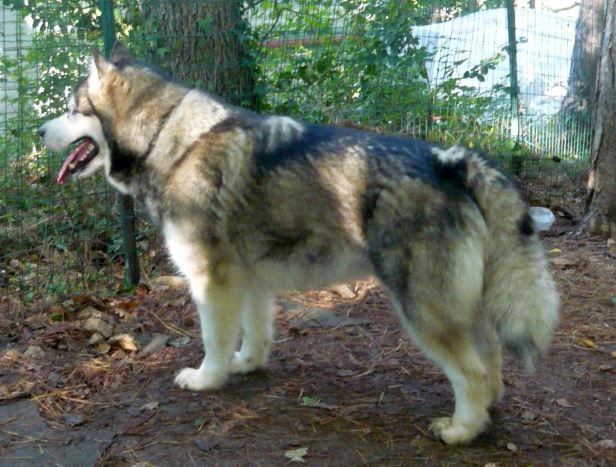 Epona johanna de la Meute des Loups du Mercantour
